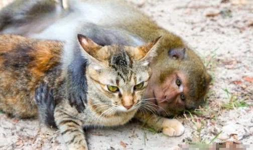 68年的猴能不能养猫咪