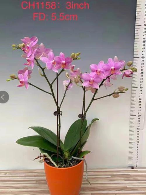 蝴蝶兰招桃花运