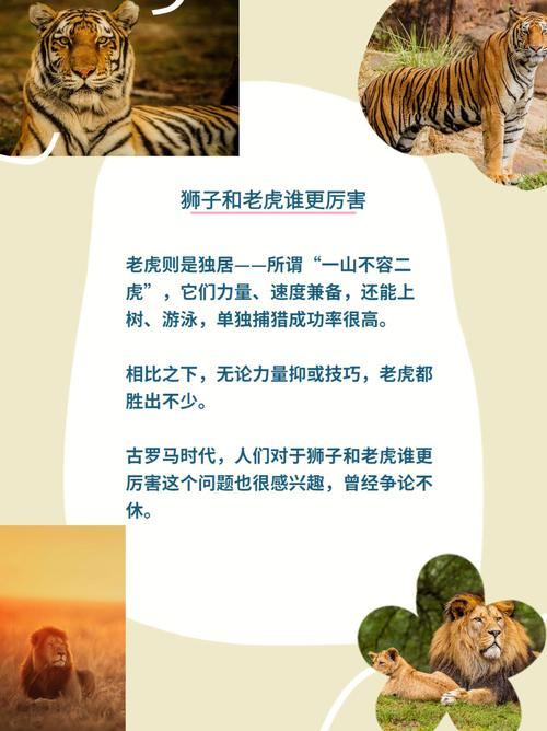 梦见老虎和狮子