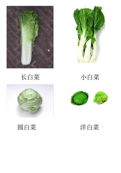 所有蔬菜的名字和图片