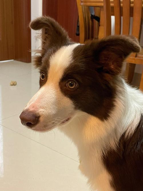 巨蟹座适合养边牧犬