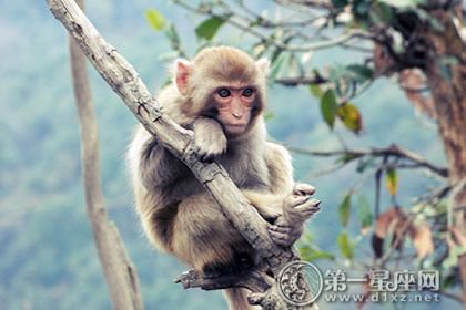 92年的猴和什么属相最配