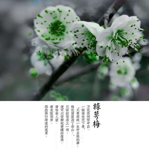 绿萼梅花语及代表的寓意