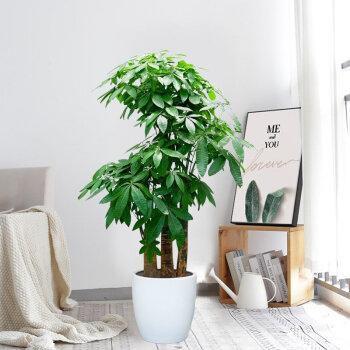 客厅植物摆放风水