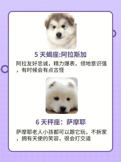 双鱼座喜欢什么小狗