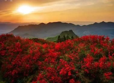 梦见映山红