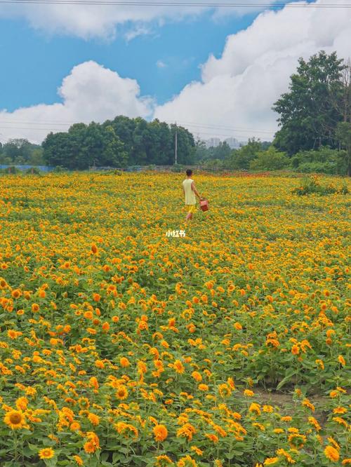梦见一片花海周公解梦,梦见一片花海是什么意思?