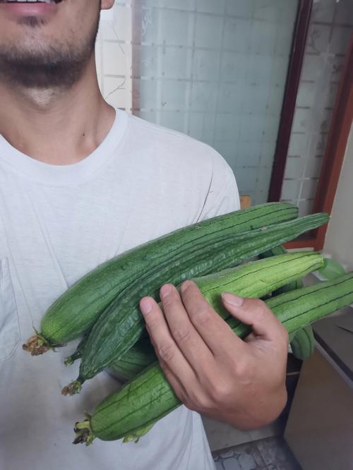 梦见摘了好多丝瓜