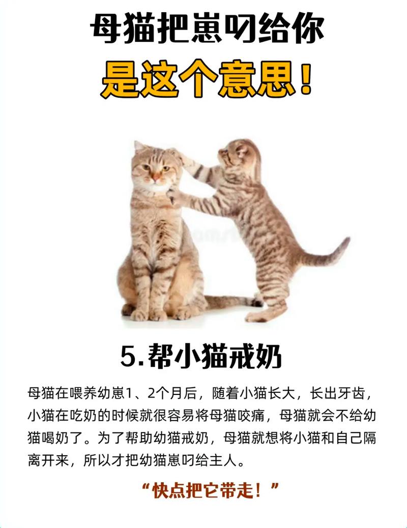 梦见猫把衣服叼走了
