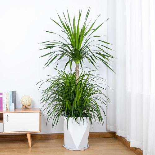 铁树摆放办公室风水植物