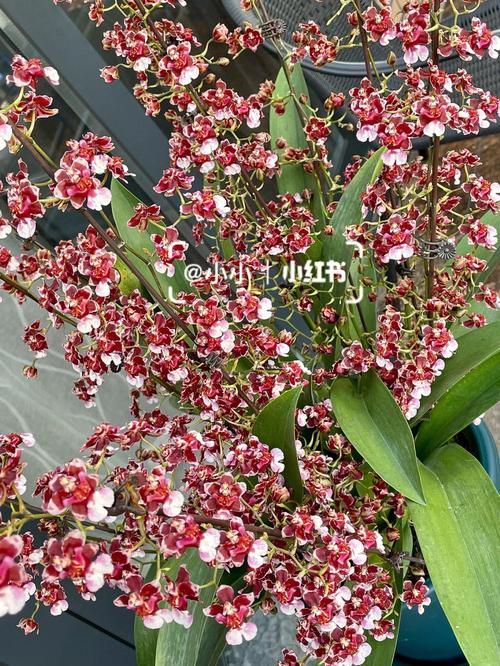 香水兰花语象征:洁净纯真