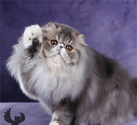 给宠物猫取名字有着贵族般的长相