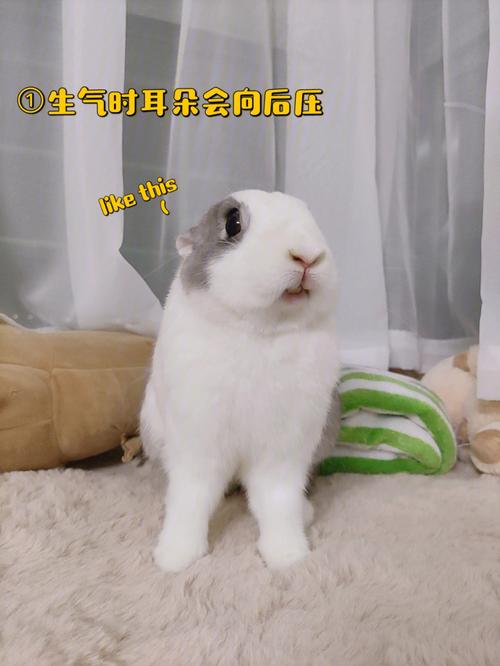 梦见兔子咬人有什么征兆