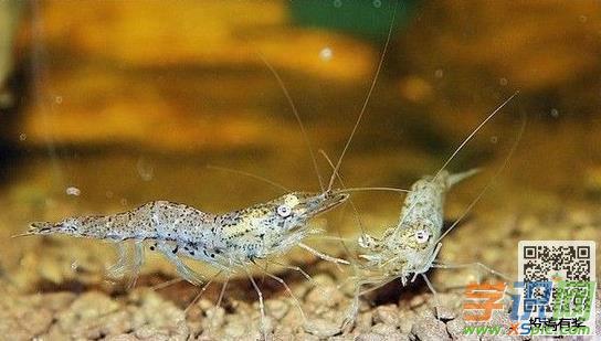 梦见虾在水里是什么意思