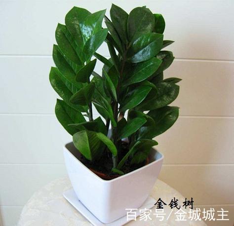 属鼠的人摆什么植物对运势好