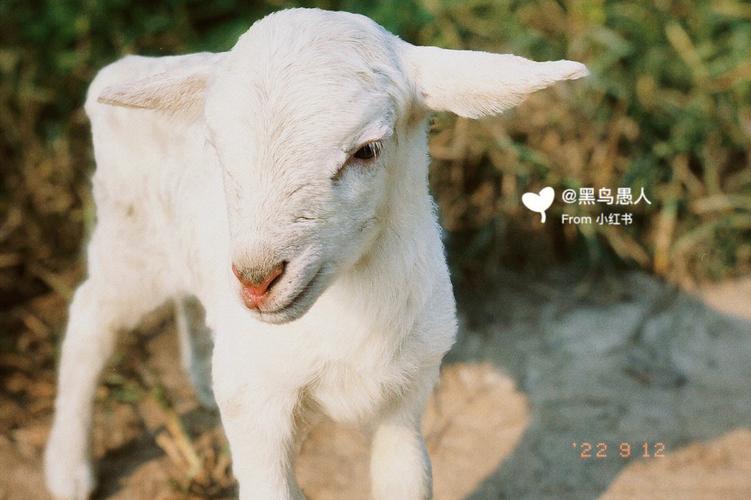 梦见自己手上抱好多小黑鸟