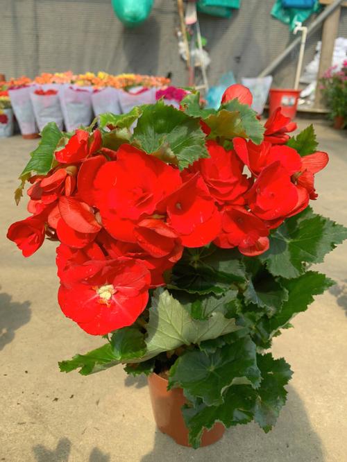 花语大全:丽格海棠的花语及象征意义