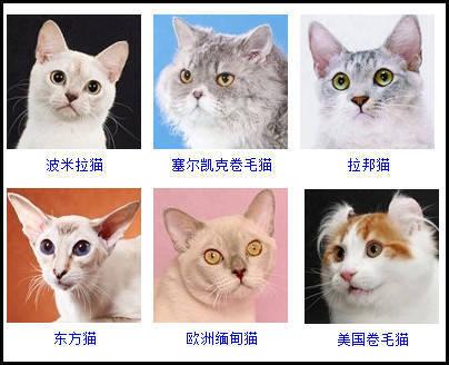 猫咪种类名字与图片