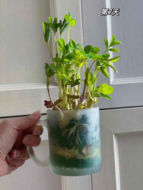 梦见种花生,商人梦见种花生