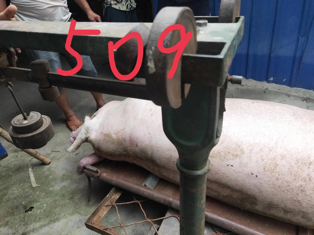 梦见姐姐家母猪要死了