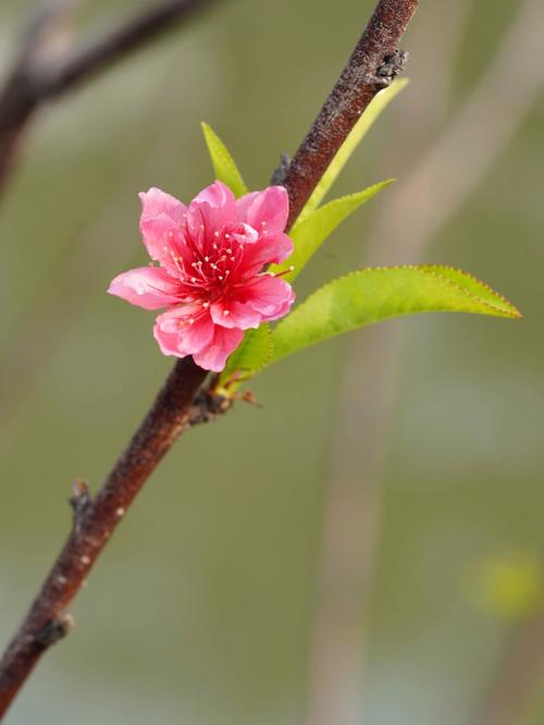 优质桃花朵朵盛开