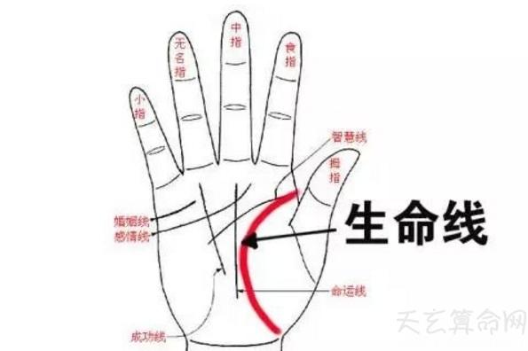 生命线粗的人是否生命力旺盛呢?