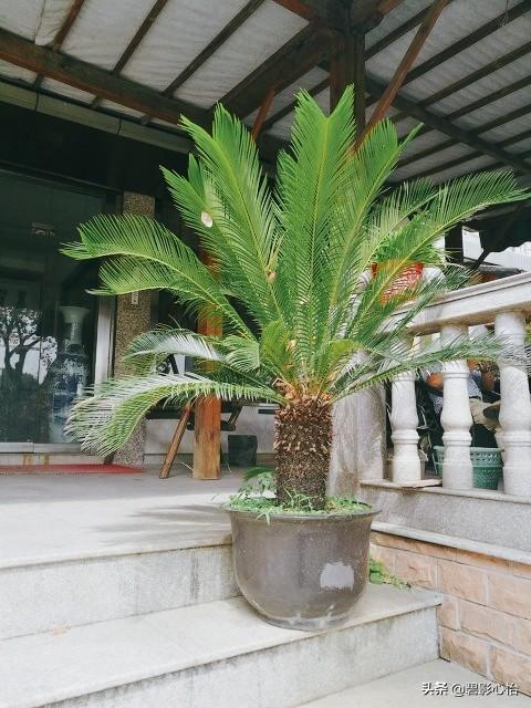 养铁树都有什么风水上的忌讳