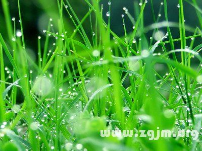 梦见好多绿草 周公解梦之梦到好多绿草