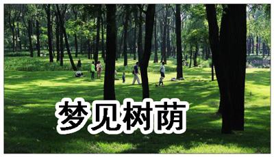 梦见树荫是什么意思