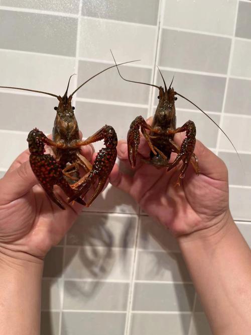 梦见用龙虾钓鱼