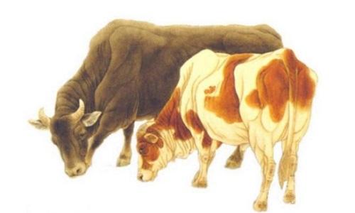 85牛是什么命,缺什么
