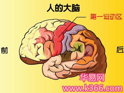 梦见脑子 大脑是什么意思