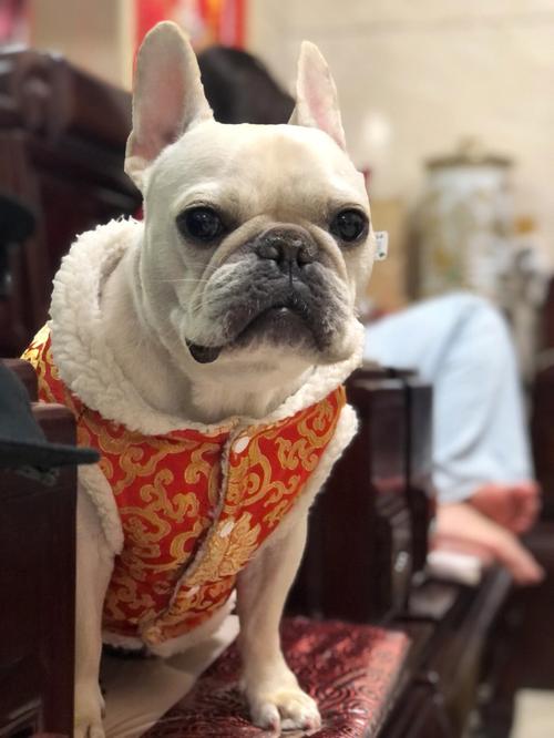 狗能招财吗 什么品种的狗最招财
