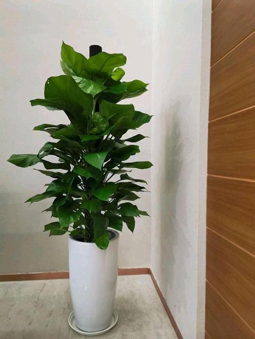 办公室养花需要注意些什么?植物摆放的方位你知道吗?