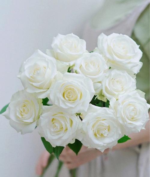 玫瑰花语:送白玫瑰代表什么意思