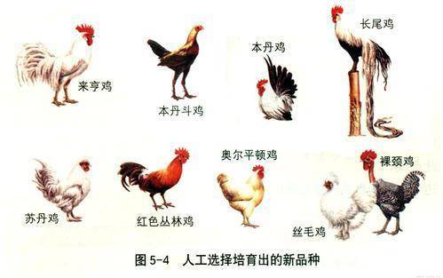 鸡年出生的A型人特征解析