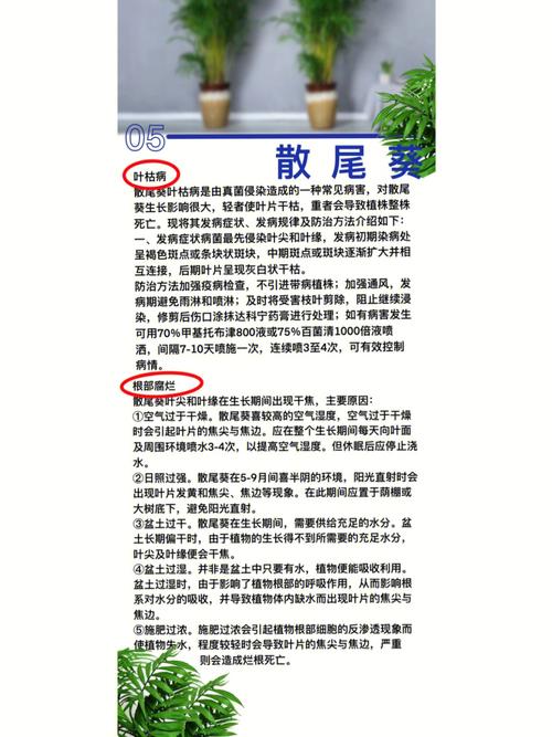 散尾竹的风水作用,可旺风水运势