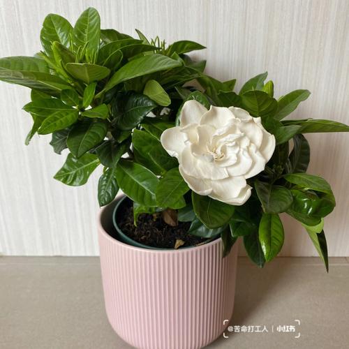 栀子花,丁香花的美丽传说你听过吗?