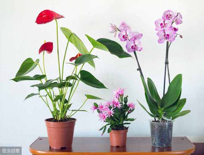 哪些情况植物会带来霉运