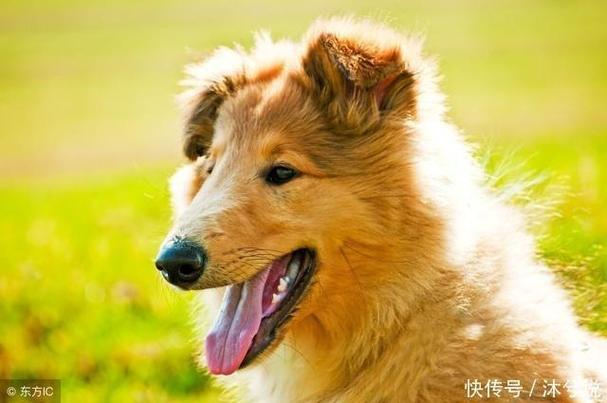 生肖狗要如何跟老板提加薪才能成功