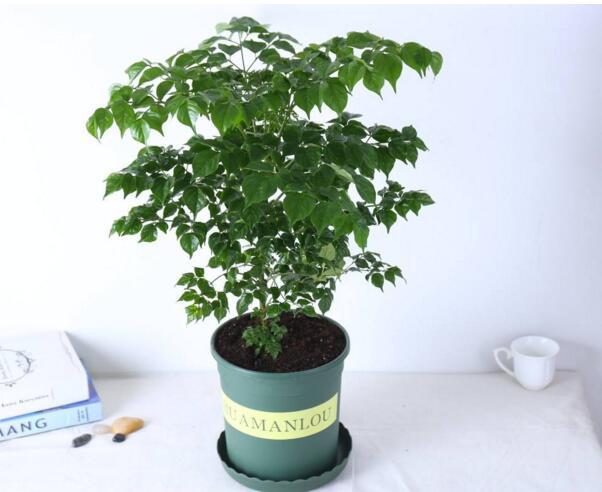 植物花语:幸福树花语代表什么