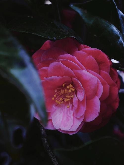 山茶花是什么星座