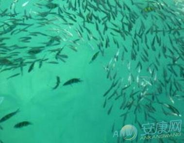 梦见床上有水有鱼