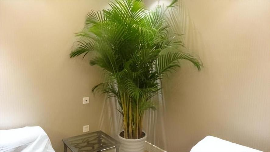 室内绿植布置风水