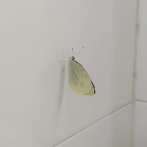 店里来蝴蝶是什么预兆