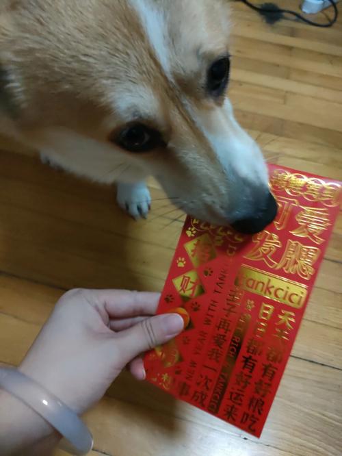 生肖狗都是怎么看待节日发红包的