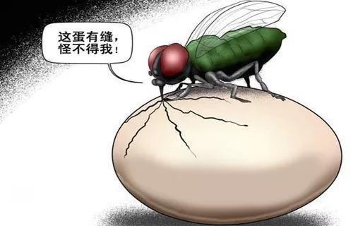 梦见苍蝇叮肉,意味着什么呢?