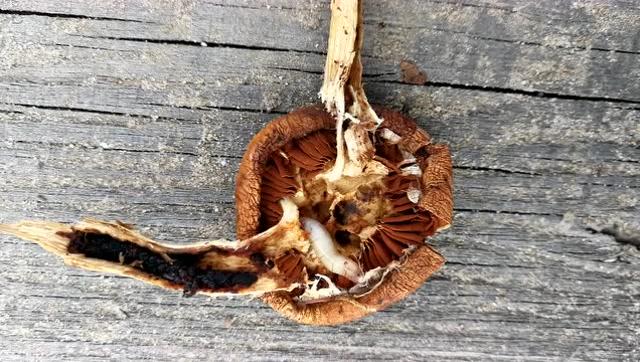 梦见蘑菇里有虫子