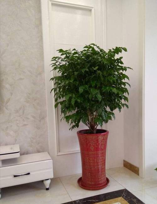 客厅明财位摆放什么植物风水好