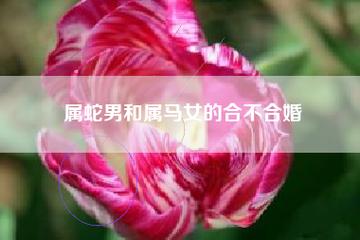 属蛇和属马的人合不合